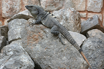 Iguana sits on the cliff near Mayan archeological site Uxmal.
