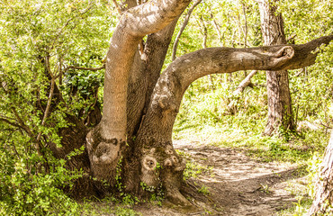 Path in the ecological park.