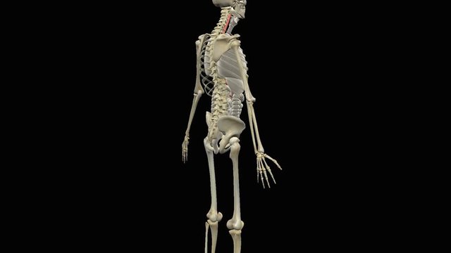 Animation of human stomach