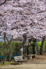 桜とベンチ