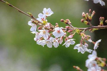 桜の花