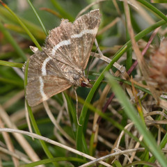 Fototapeta premium Pyrausta cingulata micro moth. Small insect in the family Crambidae, known as the grass moths