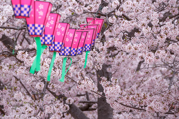 桜とランタン