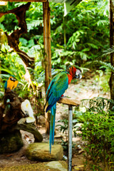 Colourful parrot sitting on the perch