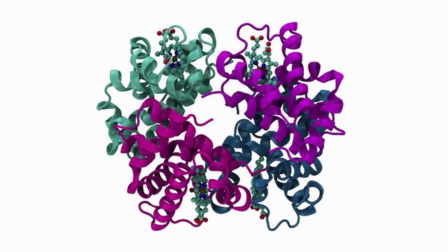 Animation of oxyhemoglobin molecule