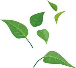 Fototapeta premium green leaves