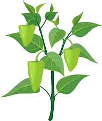 green pepper on plant
