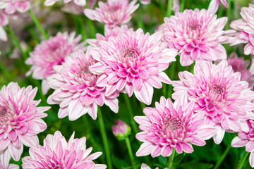 Close up Soft pink Chrysanthemum flowers nature