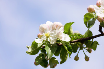 Spring Cherry or Apple flowers blossom tree branch on Sky background