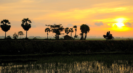 Fototapeta na wymiar Beautiful countryside landscape at sunrise in Mekong Delta, Vietnam