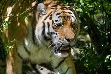 Fototapeta na wymiar Portrait of Amur Tiger