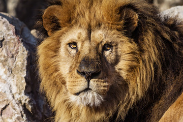 male Lion portrait on savanna safari