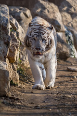 white bengal tiger