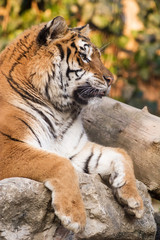 Portrait of Amur Tiger