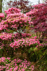 Fototapeta premium Pink Azaleas