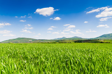 Green field and blue sky