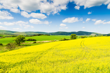 Yellow oilseed rape field under the blue sky with sun