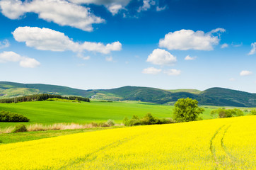 Yellow oilseed rape field under the blue sky with sun