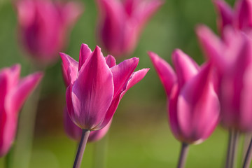 colorful tulip field purple in botany garden