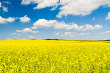 Obraz premium Yellow oilseed rape field under the blue sky with sun