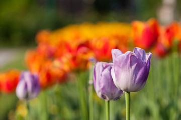 colorful tulip field orange in botany garden