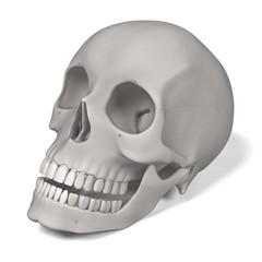 3d renderings of female skull