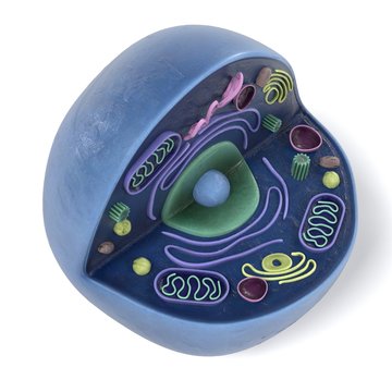 3d renderings of human cell
