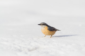 nuthatch bird  (sitta europaea)
