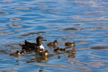 Duck with beautiful young ducklings in lriver