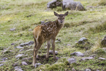 young fawn (Cervus elaphus)