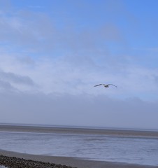 Nordseeküste mit Möve