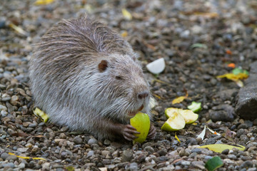 portrait Capybara in nature