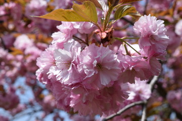 八重桜／満開に咲いた八重桜を撮影した、春イメージの写真です。