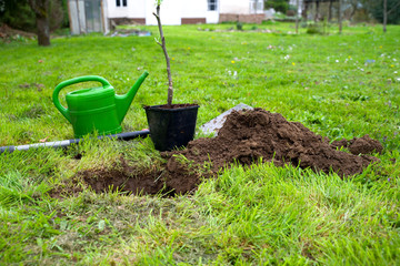 Baum pflanzen