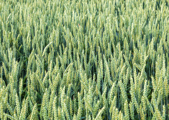 corn field with spica in detail