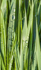 Green wheat grass with dewdrops in the morning