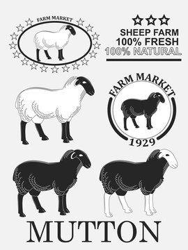 Set of premium lamb labels, mutton, badges and design elements. Vector