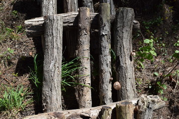 Fototapeta premium キノコの栽培／山形県鶴岡市の森林で、キノコ（シイタケ）の栽培風景を撮影した写真です。