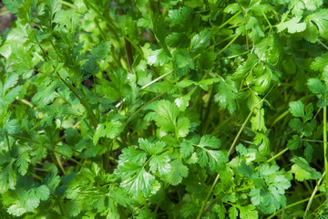 Young coriander herb plant
