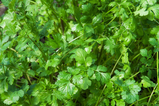 Young coriander herb plant
