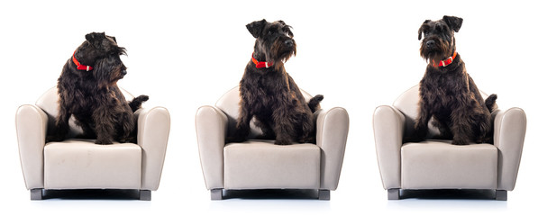 Small black dog on tiny armchair