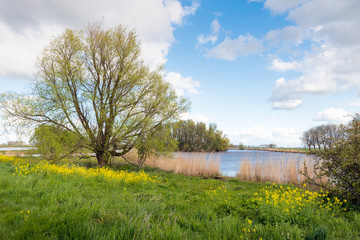 Rural landscape with bare, budding and blossoming trees