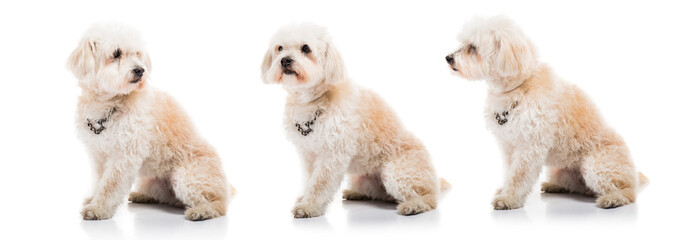 Small white dog
