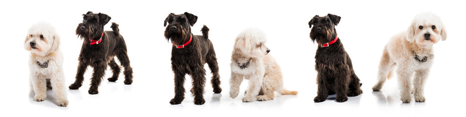 Small white and black dogs
