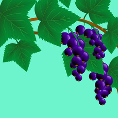 black, juicy, sweet currant on a branch for your design. Vector