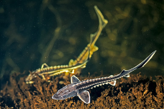 Three Young Russian Sturgeon In The Volga River Wildlife.