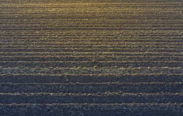 Furrows rows pattern in a plowed field prepared for planting potatoes crops in spring.