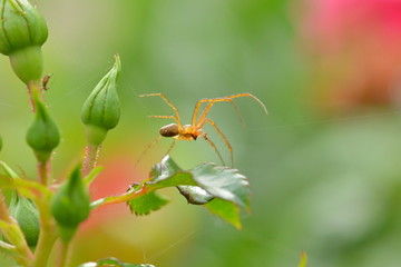 Araignée sur rosier
