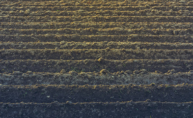 Straight rows of plowed soil for potatoes crops in springtime.