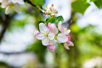 Spring Cherry flowers blossom tree branch